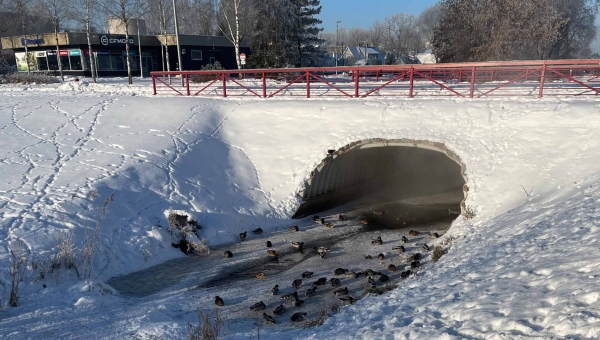 Veebruari esimesel päeval loendas mures võrukas Koreli oja ääres kokku 51 parti. Ta leiab, et pardid on nälginud ja neil napib sulgede puhastamiseks vett. Foto: ERAKOGU